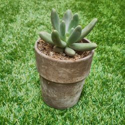 Succulent Arrangements 