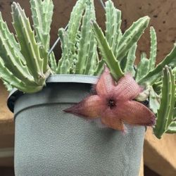 Stapelia Gigantea 