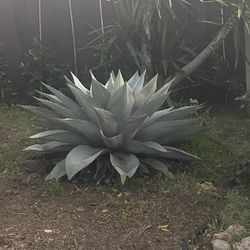 Large Artichoke Agave (Agave parryi truncata) – Landscape Succulent