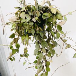Plants (6”pot🌿HOYA Eskimo “blooming”)