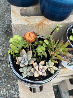 Succulents For All Occasions