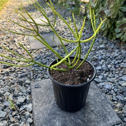 Plant, Pencil cactus, Succulent 