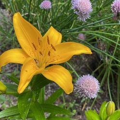 Asiatic Yellow Lily Perennial Plant.