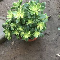 Aeuniums Plants