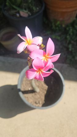 Rooted Flowering plumeria pick # 1  cutting  or individual plants from the others various prices