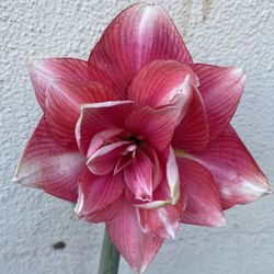 Amaryllis Blooming Double Flowers Plant, In 8 Inch Por Pick Up only 