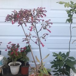  Kalanchoe “Scallop”
