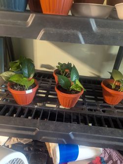 ❗❗📍🔴🔴 Golden Pothos Plants 10 Dollars Each🌱🌿 /Planta Potos Dorado 🌿🌱 10 Dolares Cada Una ❗❗📍🔴🔴