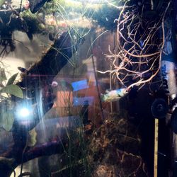 Colombian wood catfish