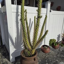 Cactus