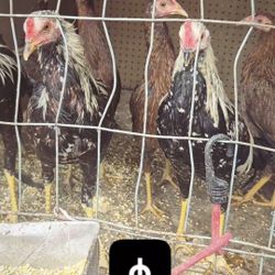 Chicken Plates 