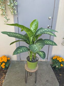 Dieffenbachia Tropic Snow House Plant 8” Pot