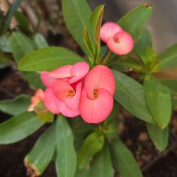 Corona de Cristo Semilla