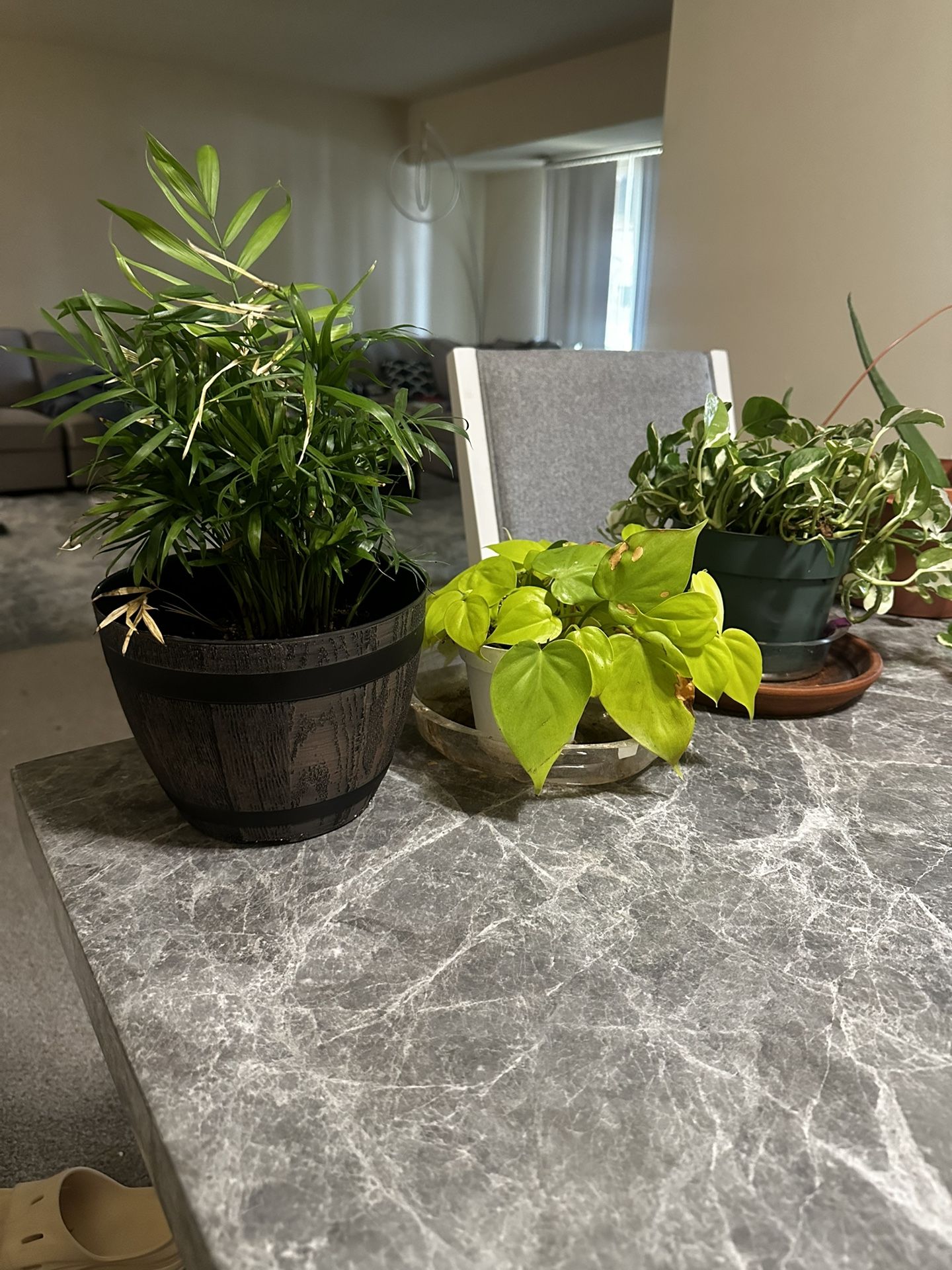 Cheap House plants 