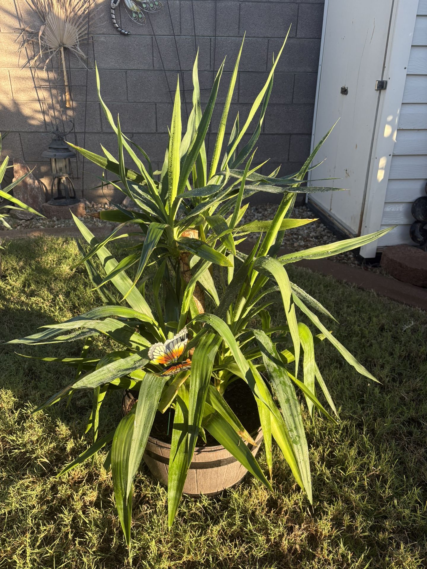 Cane Yucca