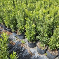 podocarpus $9