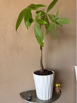 Plant