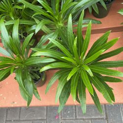 Madagascar plants 🪴 