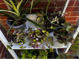 EVERYTHING MUST GO plant sale tradescantia quadricolor tri color baby bunny bellies Hoya thanksgiving cactus pale puma variegated dragon tail callisia