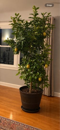 Lemon Tree