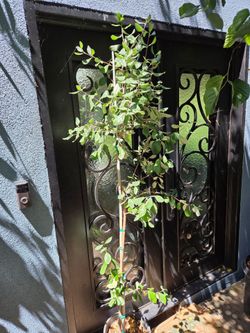 Pineapple GUAVA Tree