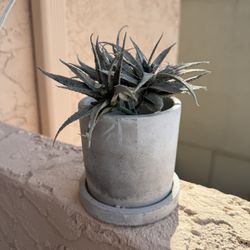 Small Gray Planter With Faux Succulent 