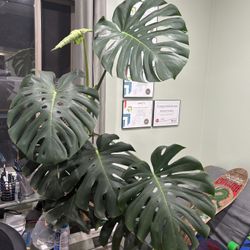 Monster Deliciosa Plant