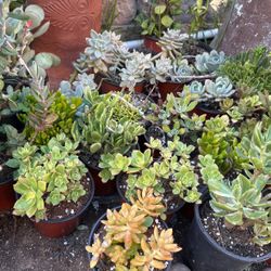 Succulent Plants In A 6 Inches Pots For $4 Each 