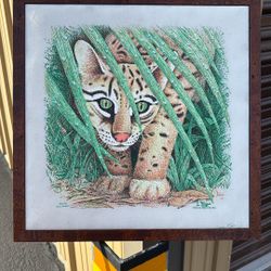 Ocelot “Felis Paradalis”