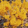 Anonymous