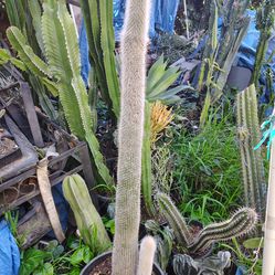 C l e i s t o cactus plant