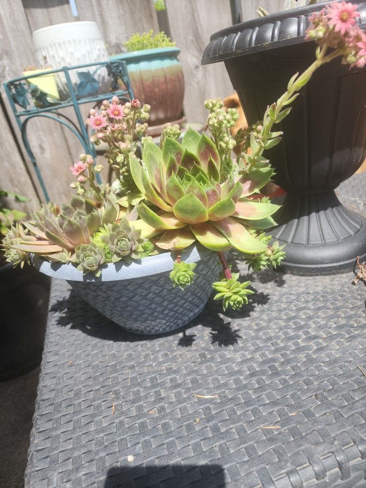 Succulent Starts