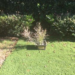 Pencil Plant In a Terracotta Pot, Branches Turn Orange Color In Sunlight