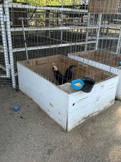 Heavy duty cage ….exotic copeton