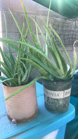 Aloevera Savila