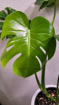 Monstera Madness Plant Sale