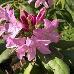 English Roseum Rhododendron 