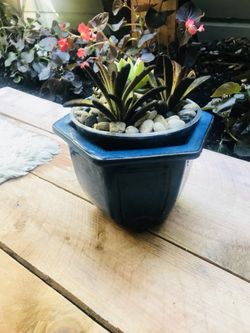 Medium Succulent Plants