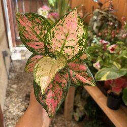 Aglaonema 4” pot