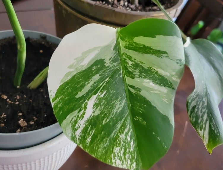 plants monstera mint.