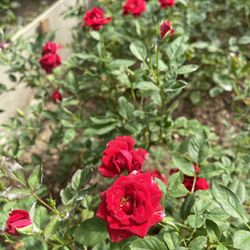 Dark Red Miniature Rose Bushes On Sale, $7-$10 Without Pot