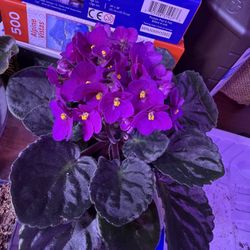 African Violet Large Mature Plant Blooming Indoor 
