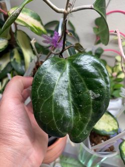 Hoya Sarawak Borneo