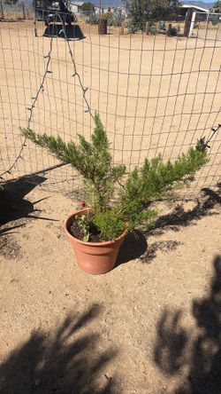 Planta De Pino