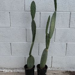 Very Healthy Organic 4 Ft Tall Opuntia Maxima Mill. Prickly Pear Cactus Plants $39 Each