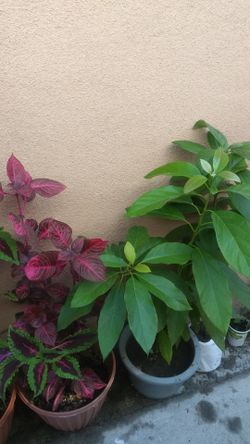 Planta y aguacate