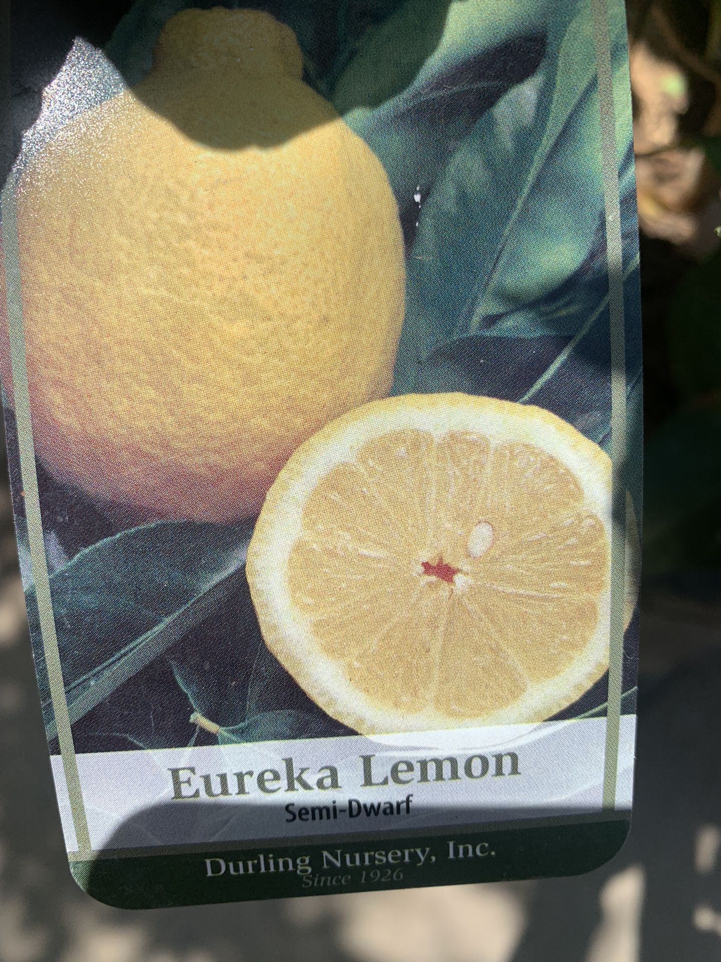 Eureka Lemon Tree 15gal Lawn & Garden
