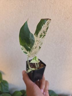 Plant