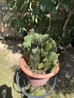 Variety Cactus Plants, Three In All