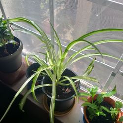 Spider Plants 